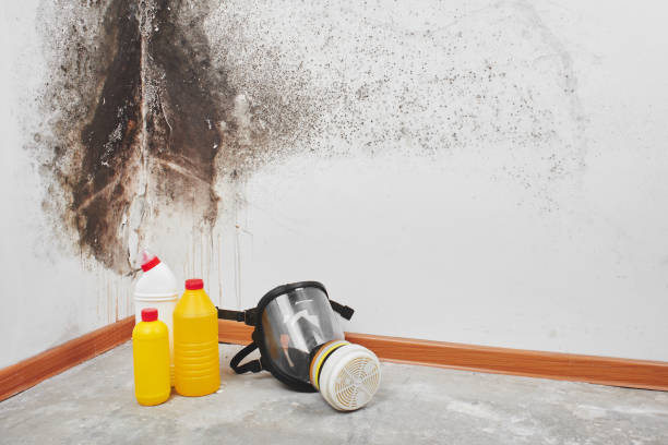 Professional Mold Removal in Kernersville, NC