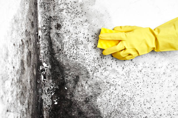 Best Mold Removal and Inspection  in Kernersville, NC