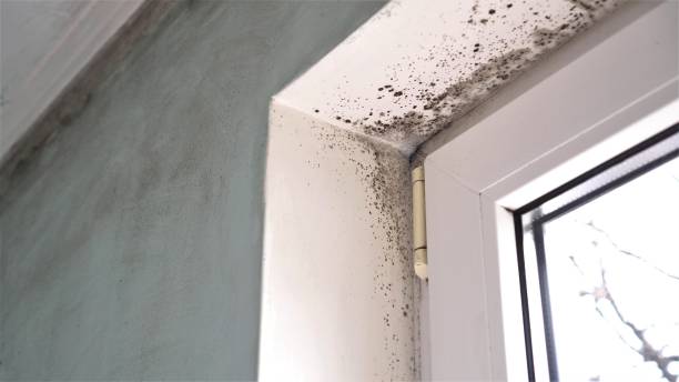 Best Mold Testing  in Kernersville, NC