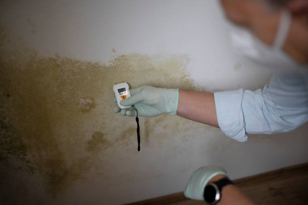 Best Commercial Mold Removal  in Kernersville, NC