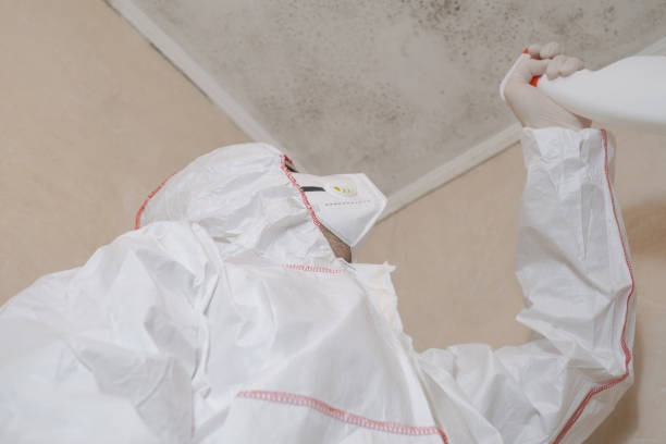 Best Black Mold Removal  in Kernersville, NC