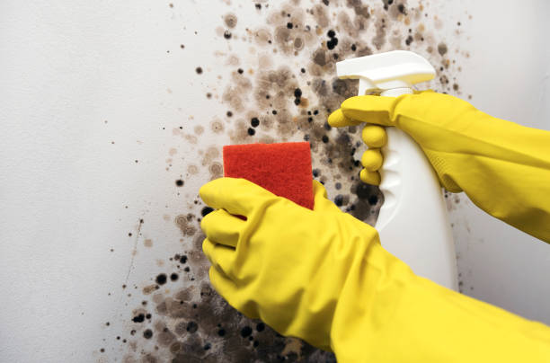 Best Affordable Mold Removal  in Kernersville, NC