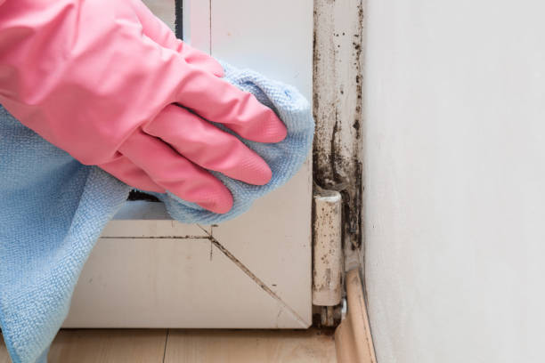 Best Residential Mold Removal  in Kernersville, NC