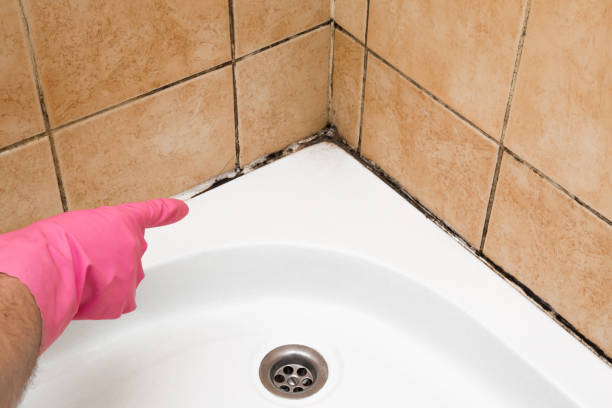 Best Fast Mold Removal  in Kernersville, NC